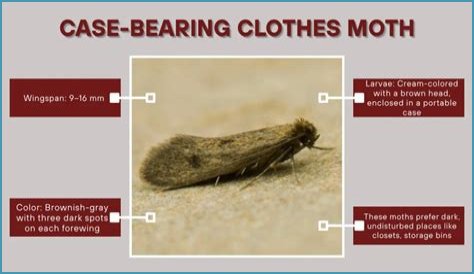 Case-bearing Clothes Moth, Vol. 9, No. 01